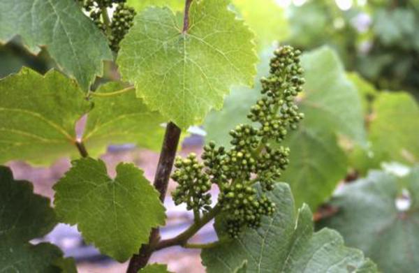 The vintage effect illustrated in Sancerre Blanc