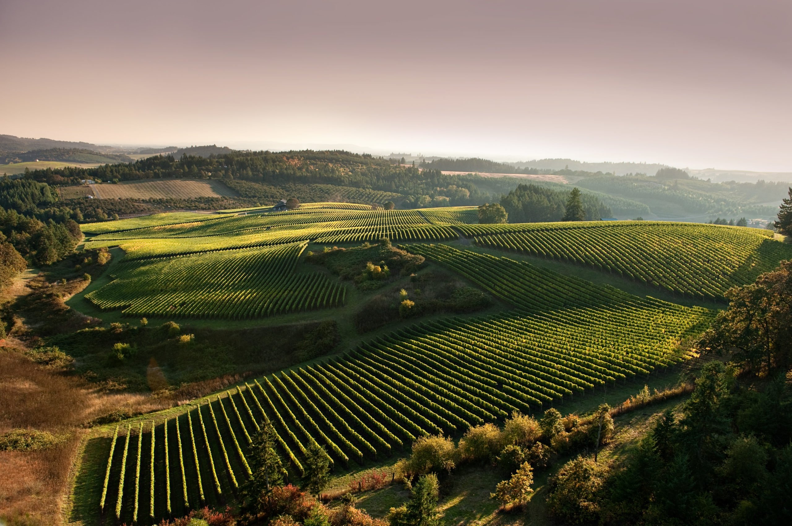 Oregon – Sauvignon is destined to win back its rightful place