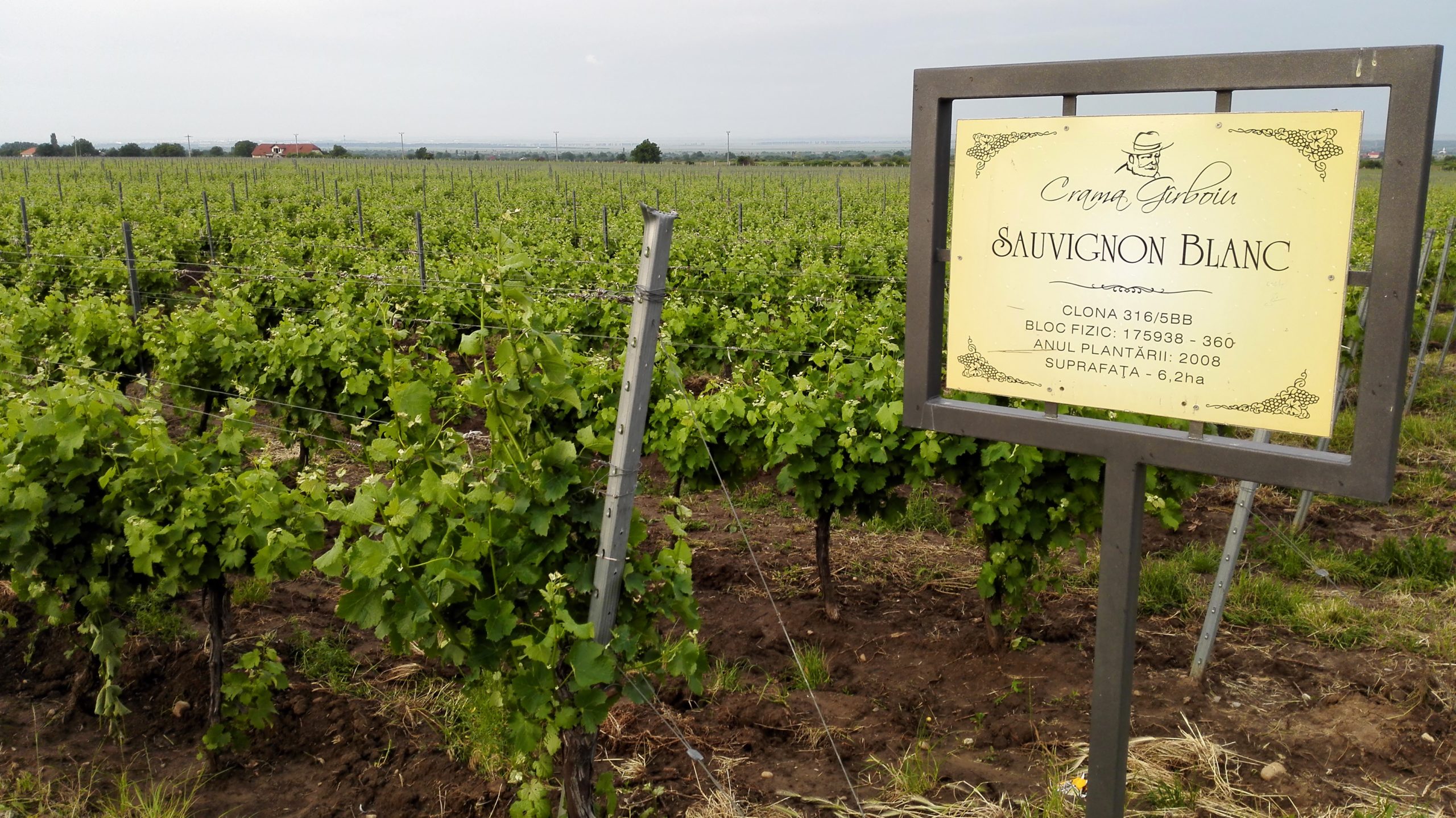 SAUVIGNON BLANC POISED TO SUCCEED IN THE CARPATHIAN BASIN AND BEYOND