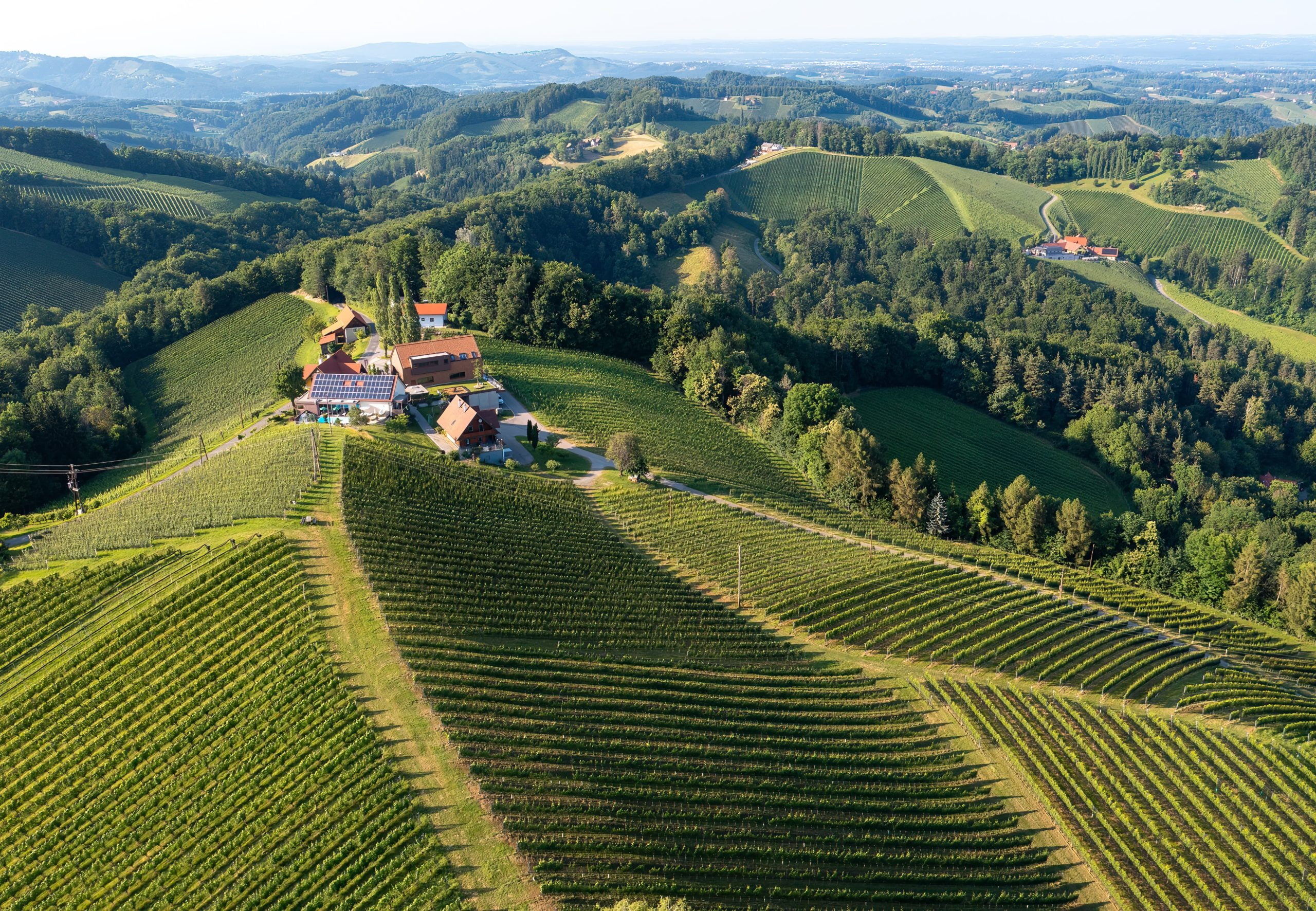 Revelation Trophies endorse the quality and potential of Styrian Sauvignon