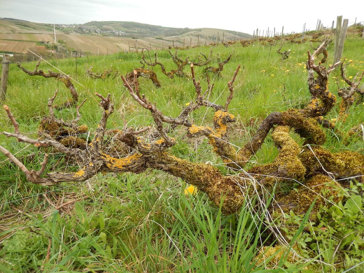 Sancerre-Central Loire: The emergence of Sauvignon blanc in historical records