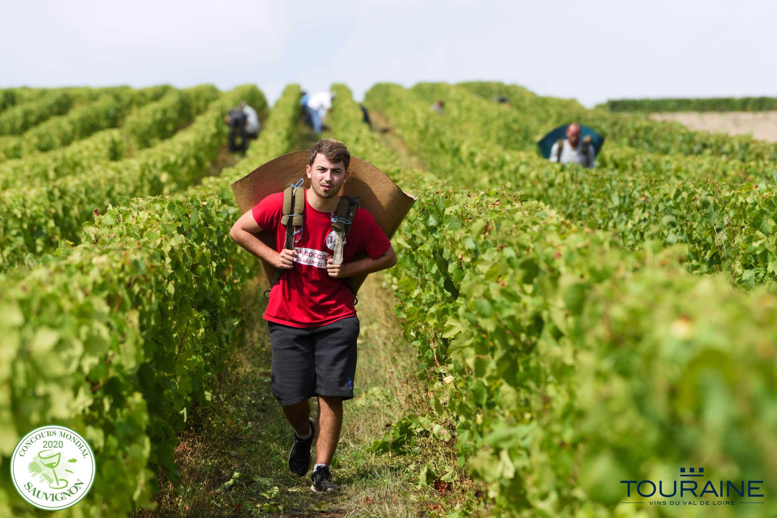 Touraine, the world capital of Sauvignon in 2020