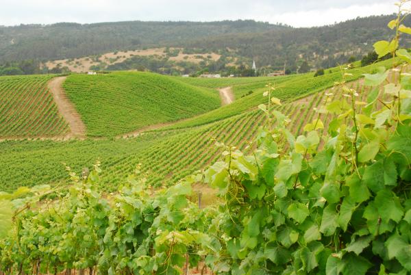 The evolution of Sauvignon styles around the world