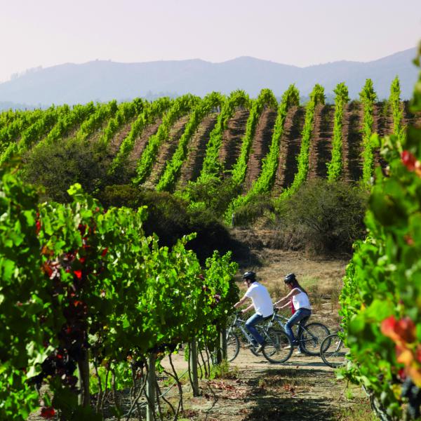 The origins and rationale for Sauvignon Blanc in Spain