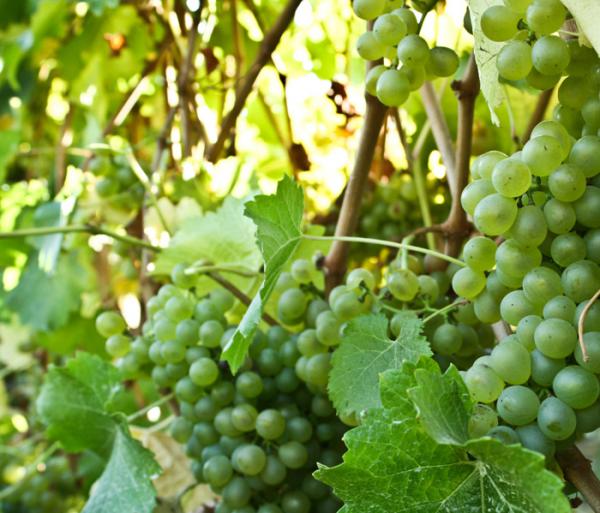 Sauvignon blanc – on its own or blended, a truly versatile grape variety
