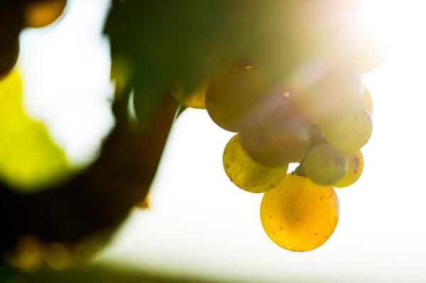 Sauvignon blanc: Moving upwards and outwards to appeal to a wider audience