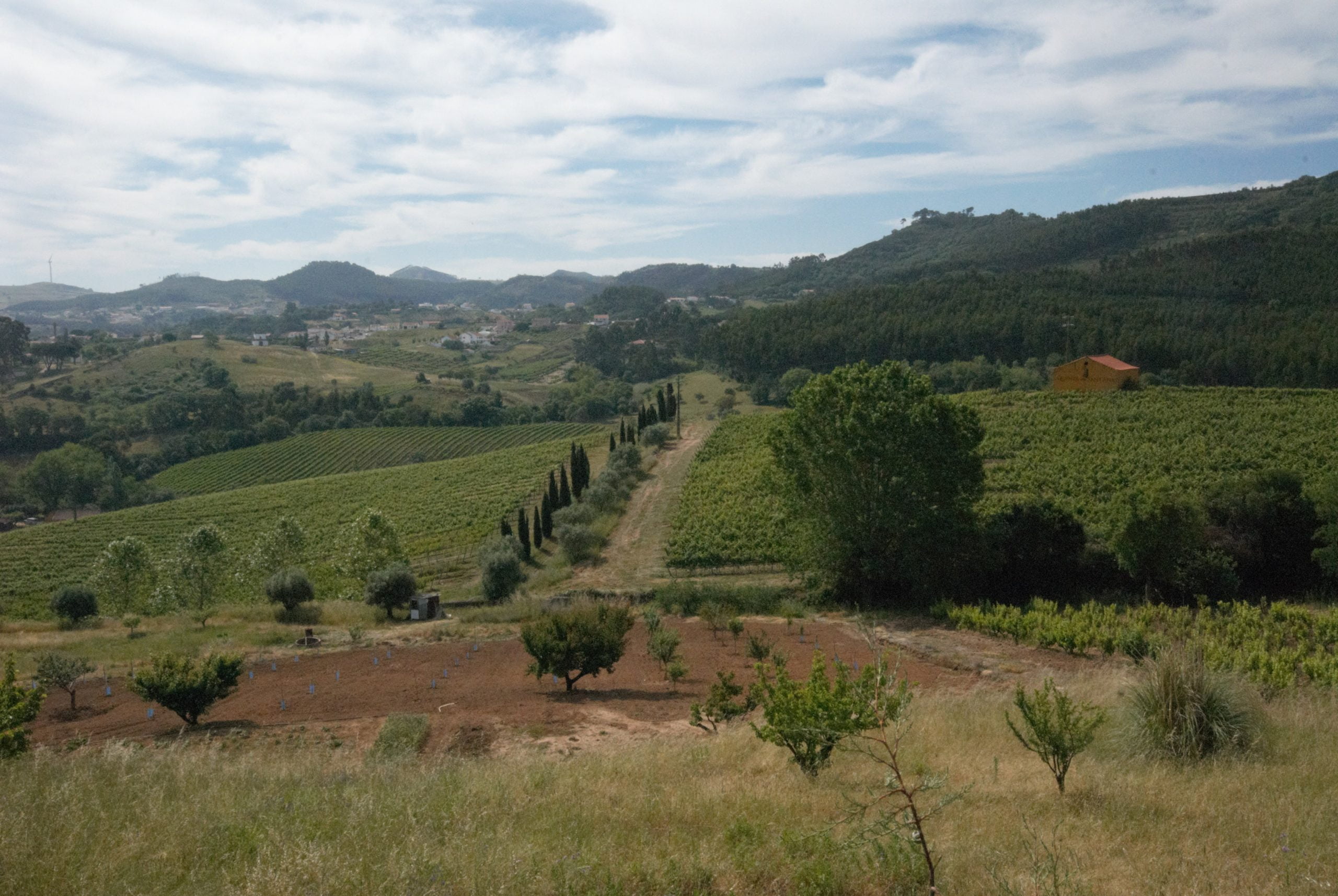 Underdog ‘Cool Climate’ Sauvignons from Portugal’s Atlantic Coast