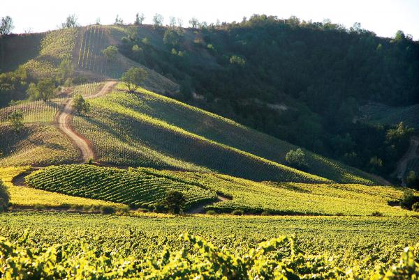 La libéralisation économique a impulsé le développement du sauvignon