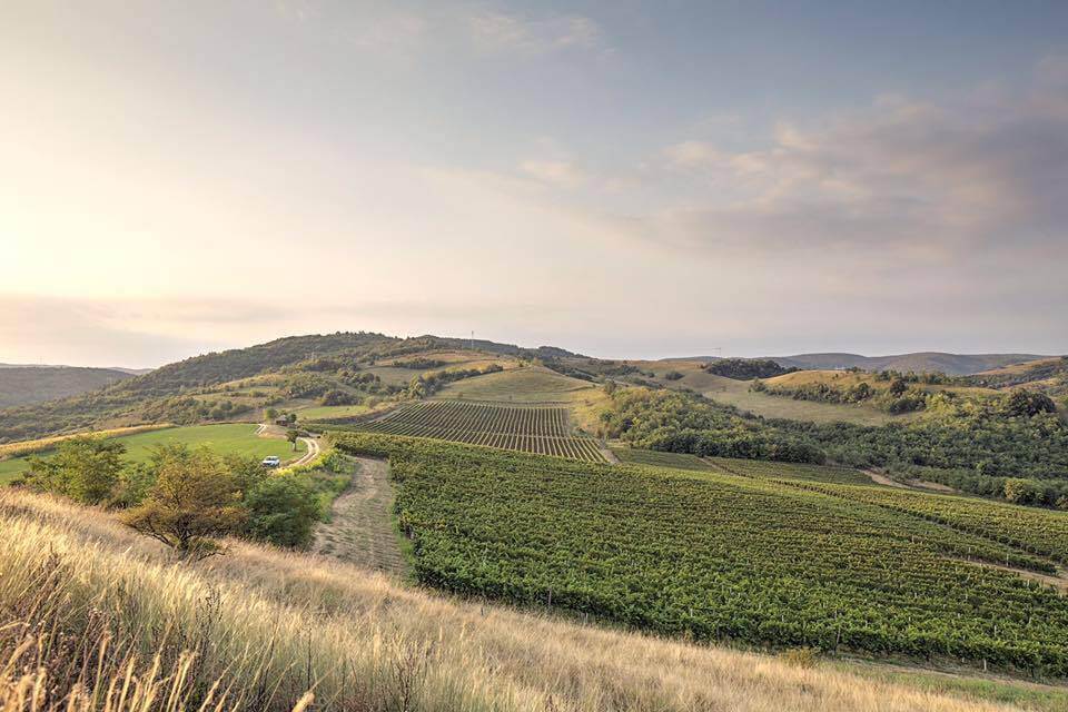 Sauvignon Blanc spanning the Alps and the Black Sea